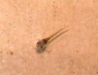 Osteogaster schultzei