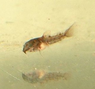 Osteogaster schultzei