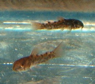 Osteogaster schultzei