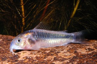 Osteogaster sp. (Cw007)