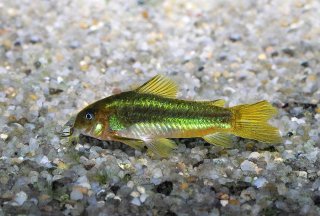 Osteogaster sp. (Cw009)