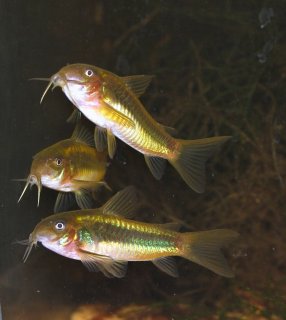 Osteogaster sp. (Cw009)