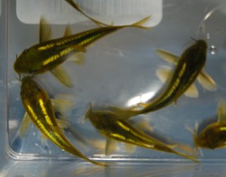 Osteogaster sp. (Cw009)