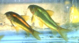 Osteogaster sp. (Cw009)