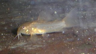Osteogaster sp. (Cw009)