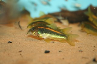 Osteogaster sp. (Cw010)