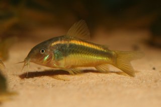 Osteogaster sp. (Cw010)