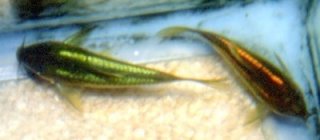 Osteogaster sp. (Cw010)