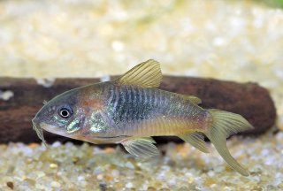 Osteogaster sp. (Cw041)