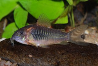 Osteogaster sp. (Cw041)