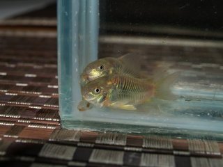 Osteogaster sp. (Cw093)