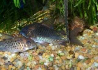 Osteogaster sp. `LLANOS`