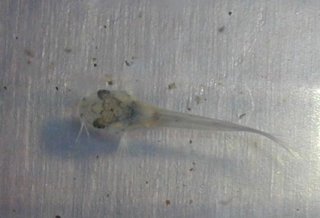 Osteogaster venezuelanus