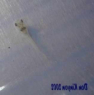 Osteogaster venezuelanus