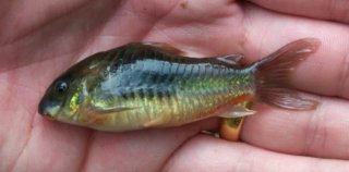 Osteogaster venezuelanus