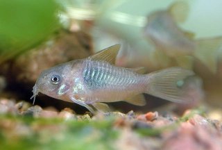 Osteogaster venezuelanus