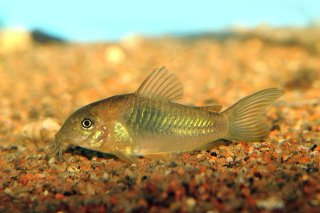 Osteogaster venezuelanus