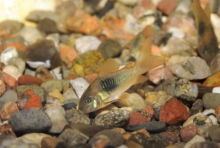 Osteogaster venezuelanus