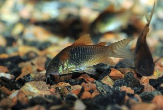 Osteogaster venezuelanus