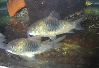 Osteogaster venezuelanus