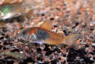 Osteogaster venezuelanus