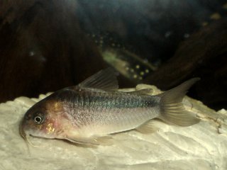 Osteogaster zygata