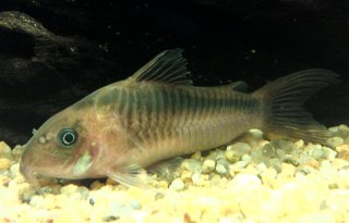 Osteogaster zygata