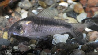 Osteogaster zygata