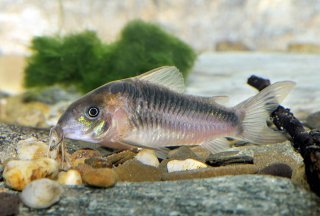 Osteogaster zygata