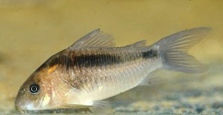Osteogaster zygata