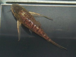 Scleromystax macropterus