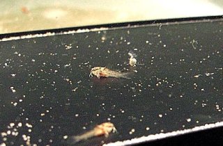 Scleromystax prionotos