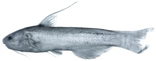 Cetopsidium pemon