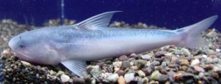Cetopsis coecutiens