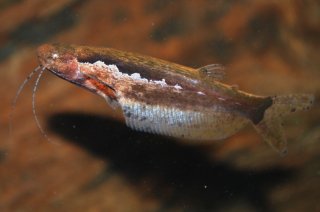 Helogenes marmoratus