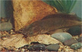 Clarias angolensis