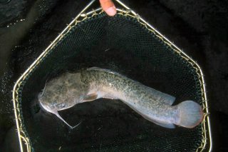 Clarias anguillaris