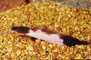 Common member of the genus Clarias