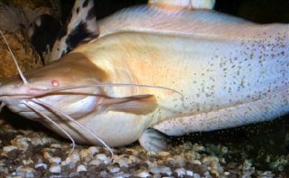 Clarias batrachus