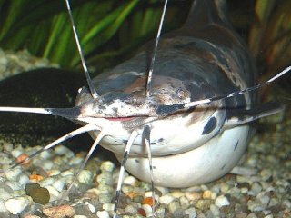 Clarias batrachus