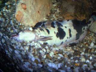 Clarias batrachus