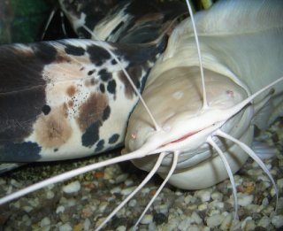 Clarias batrachus