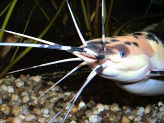 Clarias batrachus