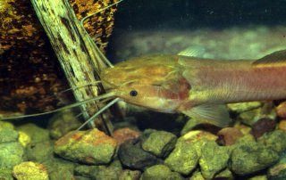 Clarias ebriensis