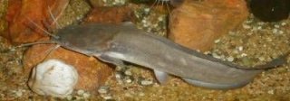 Clarias fuscus