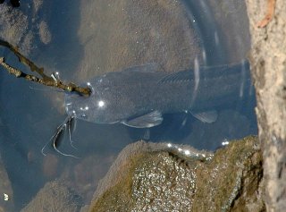 Clarias gariepinus