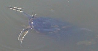 Clarias gariepinus