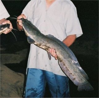 Clarias gariepinus