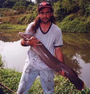 Clarias gariepinus