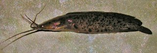 Clarias meladerma